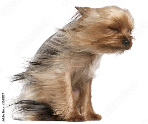 Yorkshire Terrier with hair in the wind, 1 year old, sitting photo