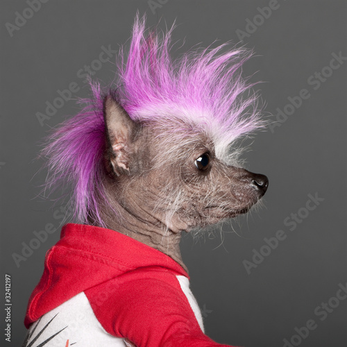 Quadro su tela Close-up of Chinese Crested Dog with pink mohawk, 4 years old
