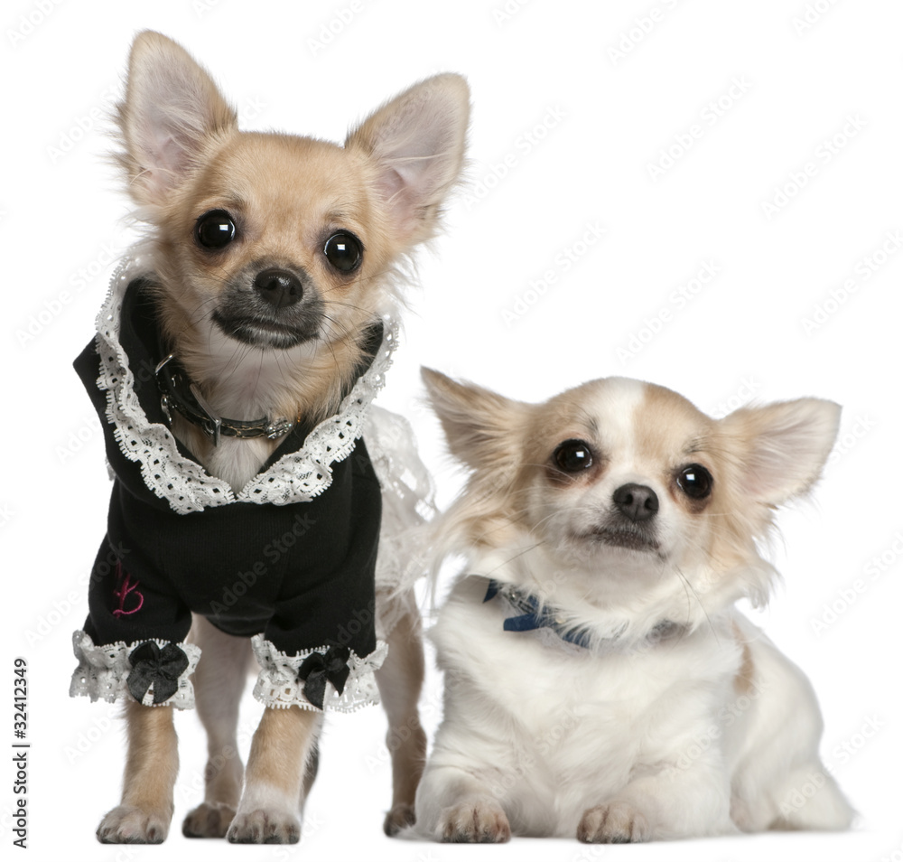 Chihuahua, 3 years old, and Chihuahua puppy, 6 months old, dress