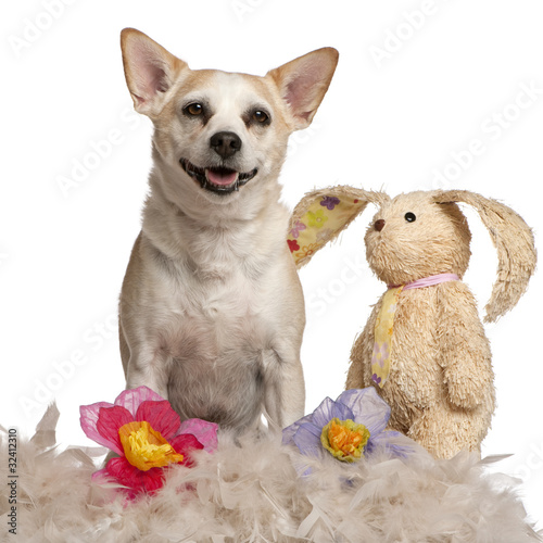Mixed-breed dog, 8 years old, sitting with stuffed animal photo