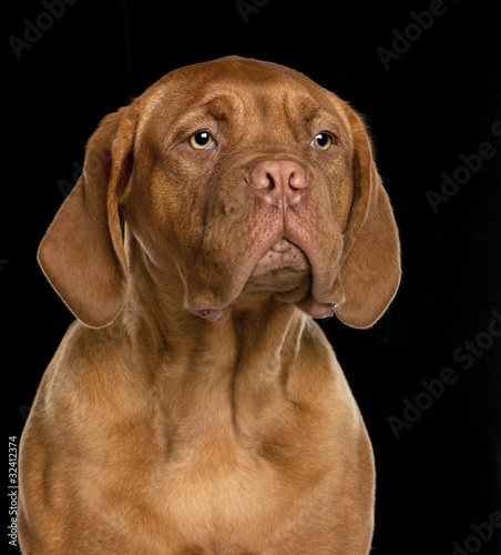 Close-up of Dogue de Bordeaux puppy, 6 months old,