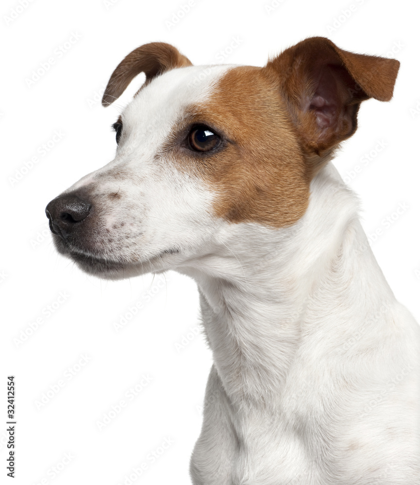 Close-up of Jack Russell Terrier, 10 months old