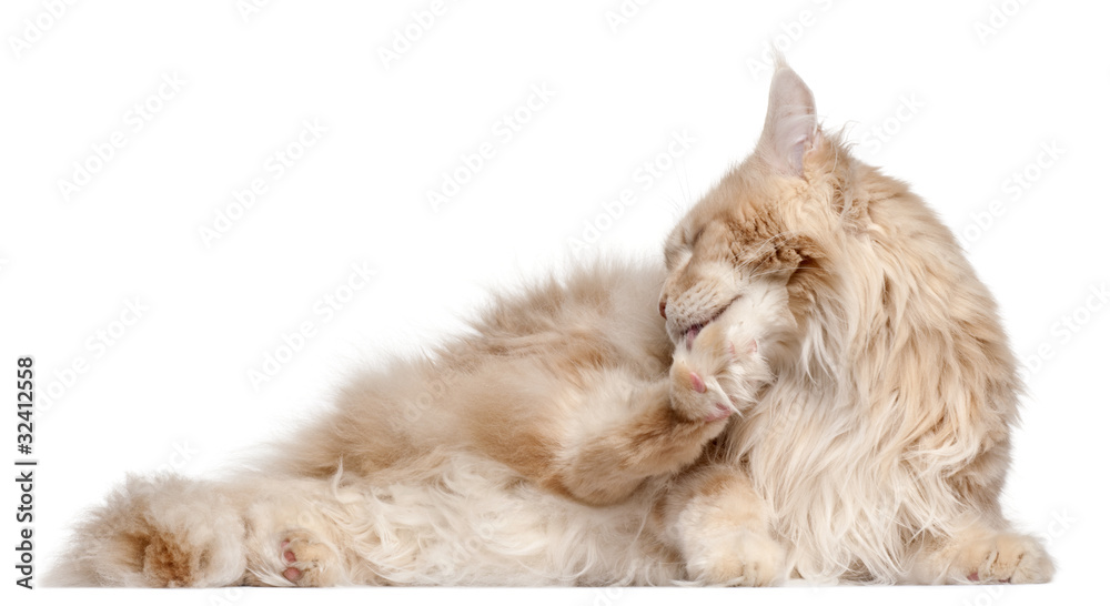 Maine Coon lying in front of white background