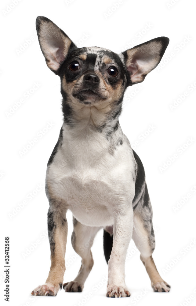 Chihuahua, 1 year old, standing in front of white background