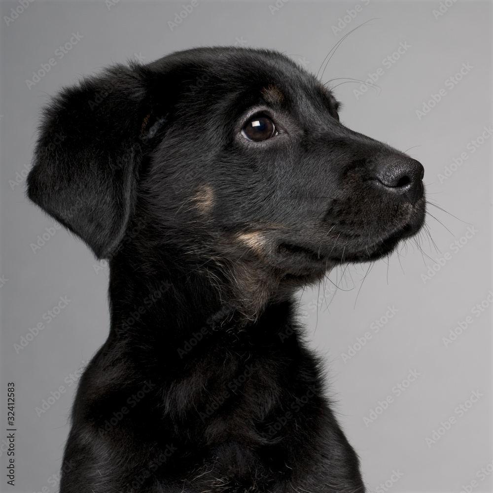 Close-up of Mixed-breed puppy, 3 months old Close-up of Mixed-breed puppy, 3 months old