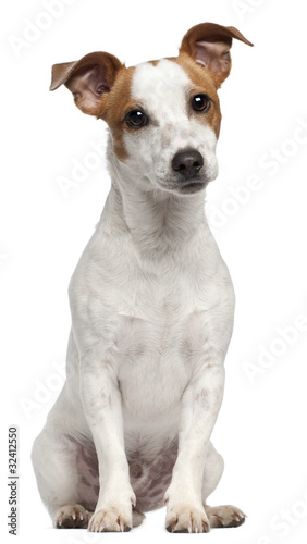 Jack Russell Terrier  10 months old  sitting