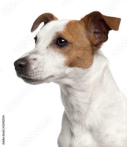 Photo Close-up of Jack Russell Terrier, 10 months old
