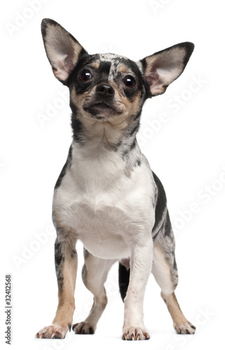 Chihuahua  1 year old  standing in front of white background
