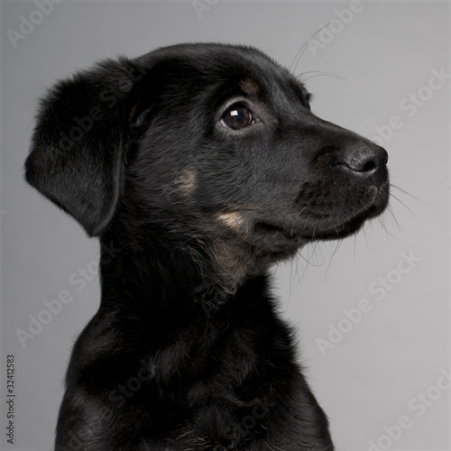Close-up of Mixed-breed puppy, 3 months old
