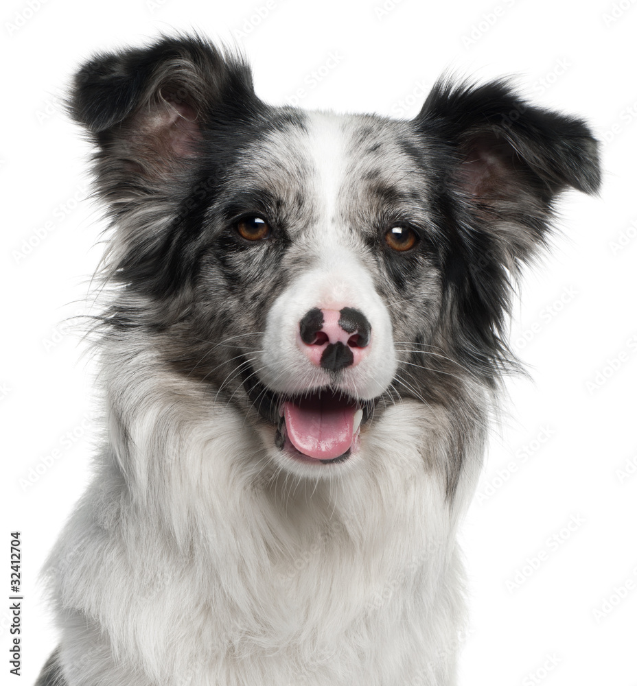 Close-up of Border Collie, 11 months old