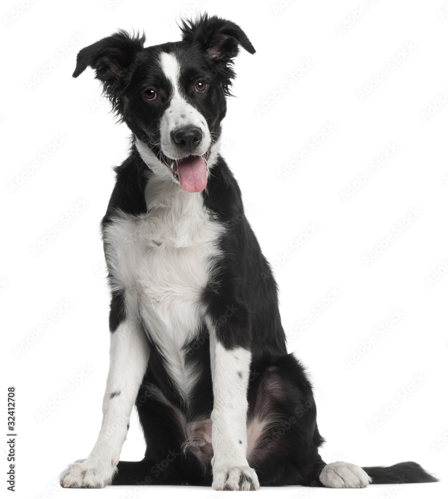 Border Collie puppy, 5 months old, sitting in front of white bac Border Collie puppy, 5 months old, sitting in front of white bac