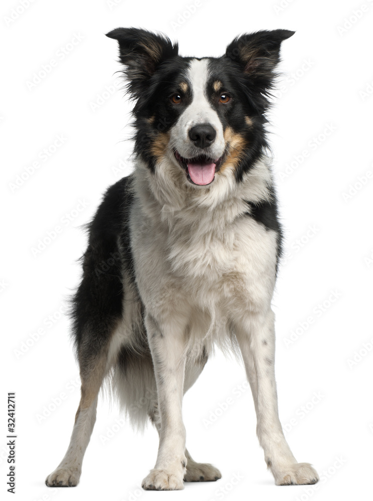 Border Collie, 5 and a half years old, standing in front of whit