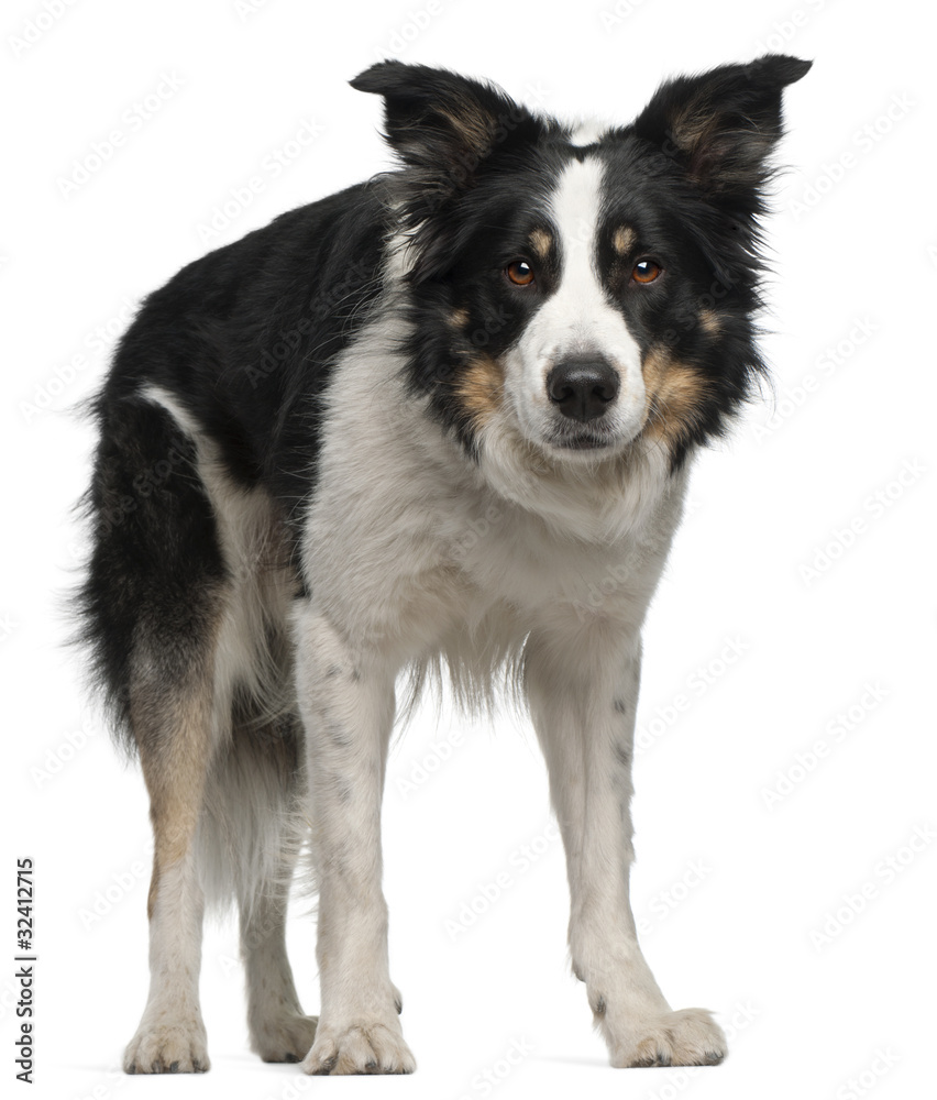 Fototapeta premium Border Collie, 5 and a half years old, standing