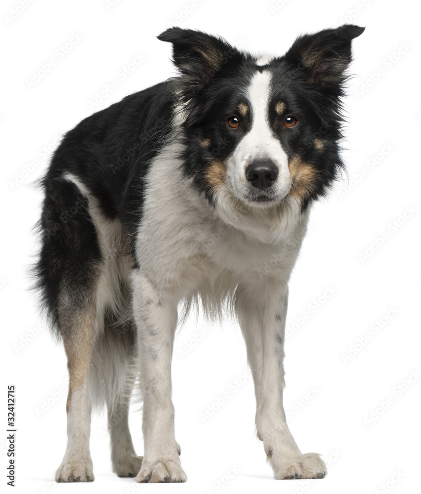 Border Collie, 5 and a half years old, standing