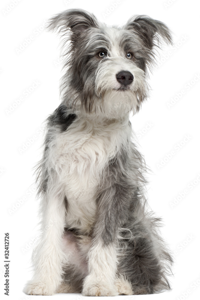 Mixed-breed dog, 7 months old, sitting