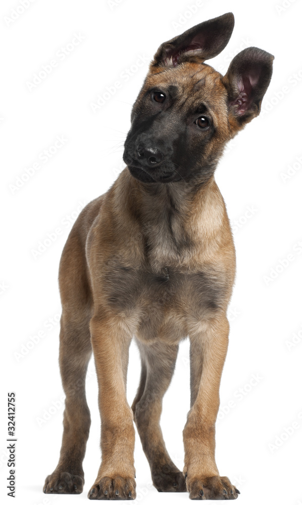 Belgian Shepherd puppy, 3 months old, standing in front of white