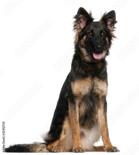 German Shepherd Dog, 8 months old