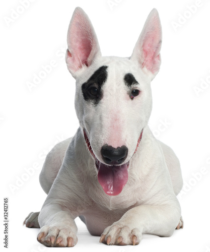 Bull Terrier puppy, 6 months old, lying photo