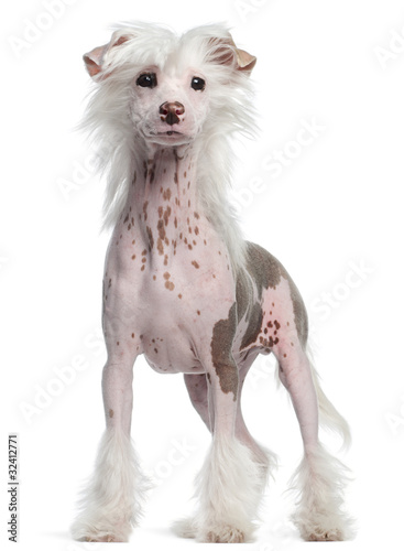Chinese Crested dog, 4 months old, standing