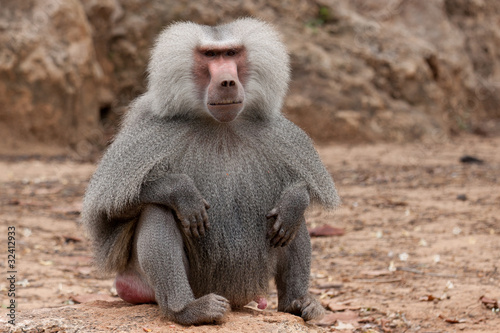 Baboon