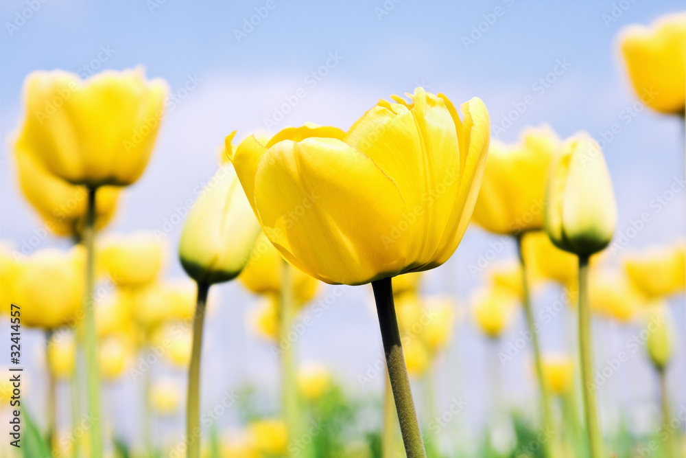 Obraz premium yellow tulips