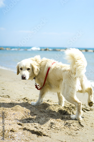 Cane sulla Spiaggia