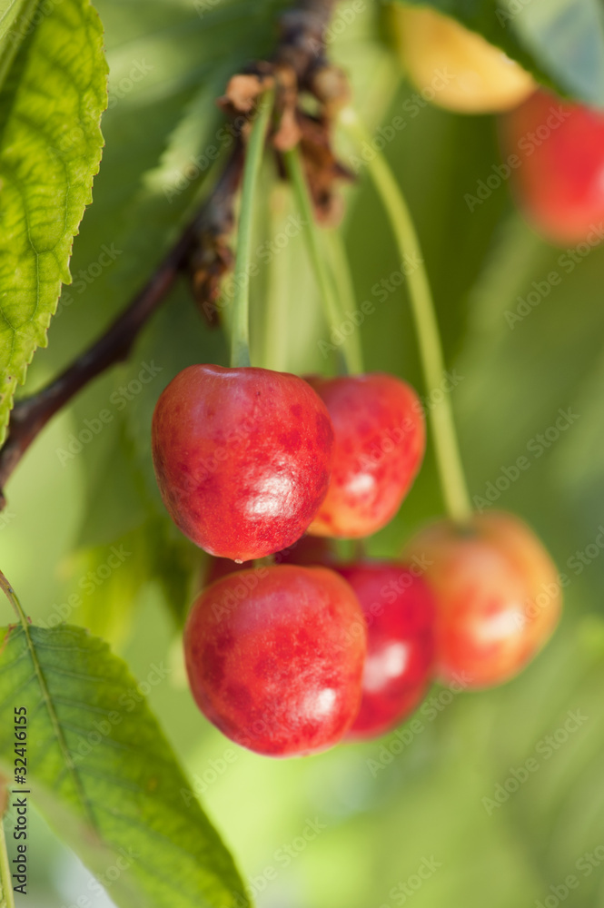 Obraz premium Cerises