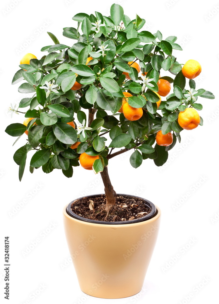 Small tangerines tree