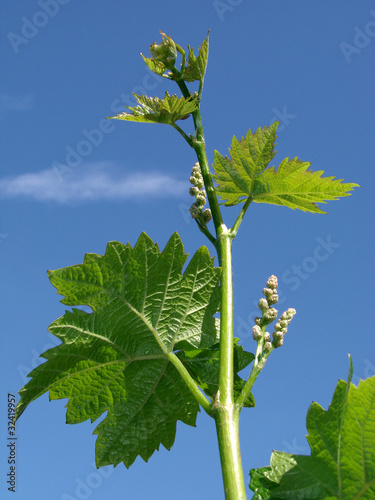 young vine sprout against blue sky