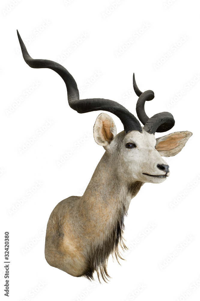Naklejka premium Gazelle