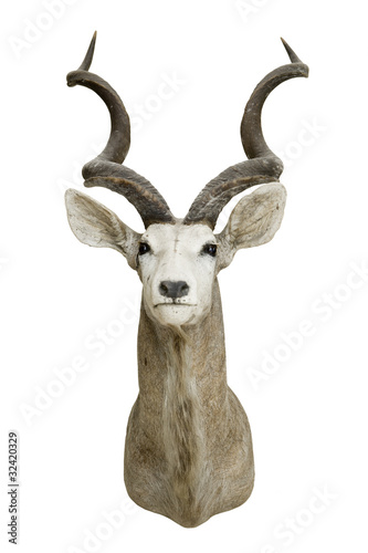 Gazelle