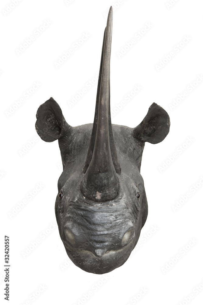 Fototapeta premium Nashorn