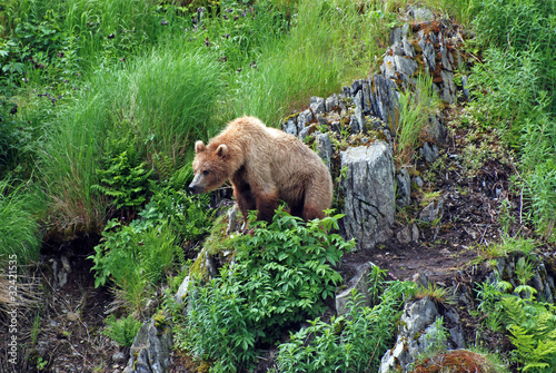 A young bear watching a threat. photo