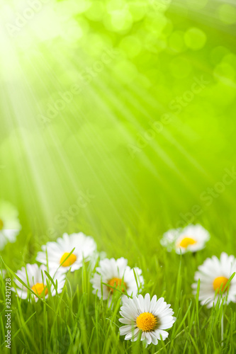 Spring field - daisy in grass