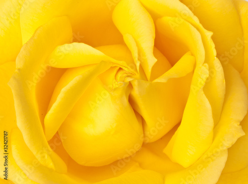 Single yellow rose macro