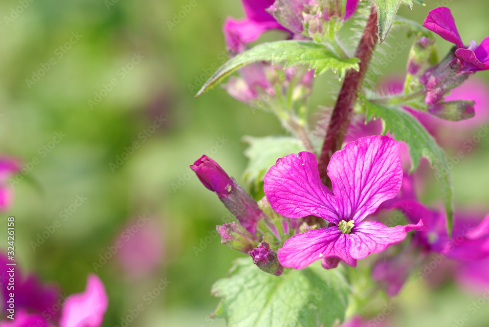 spring violet flowers spring violet flowers