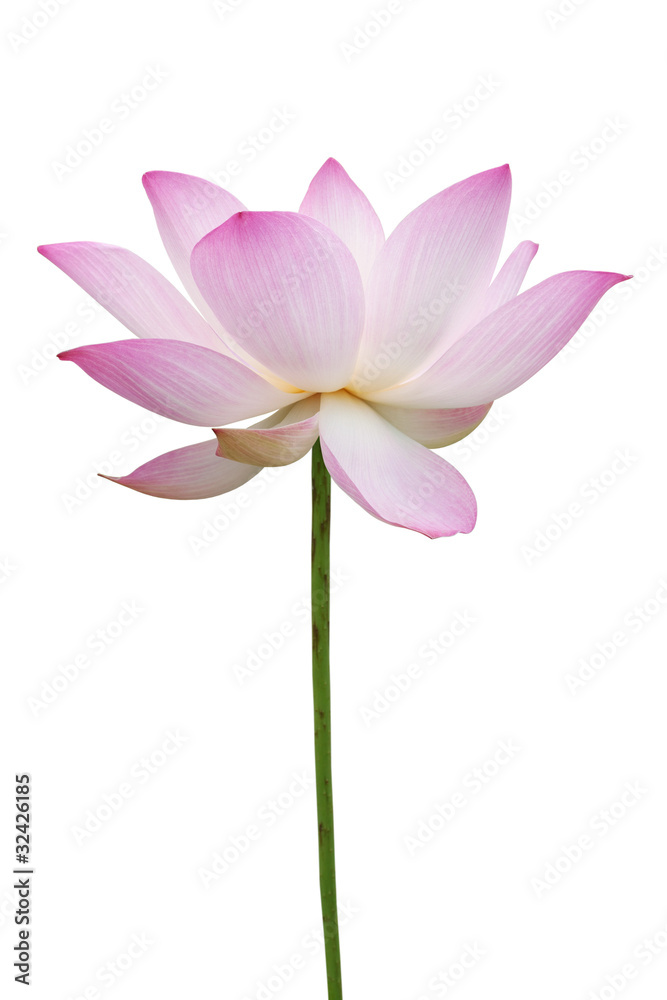 Pink lotus isolated on white