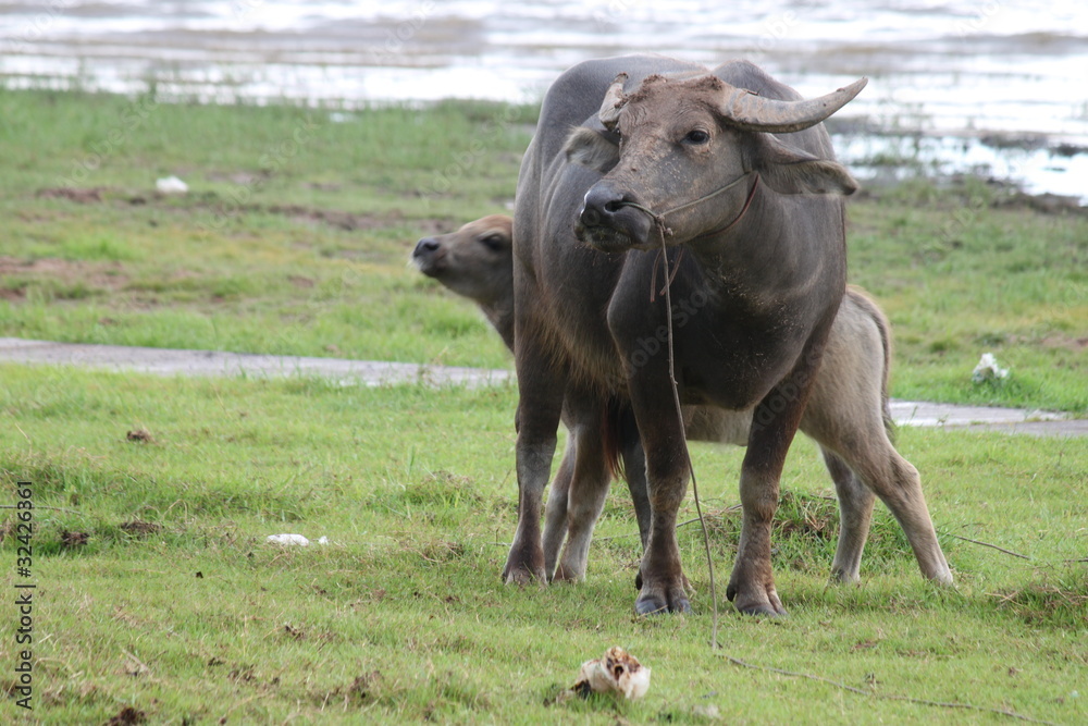 Buffaloes Buffaloes
