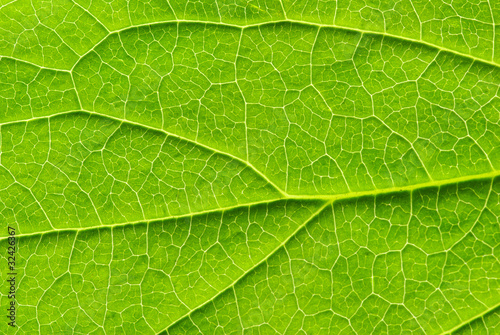 leaf texture