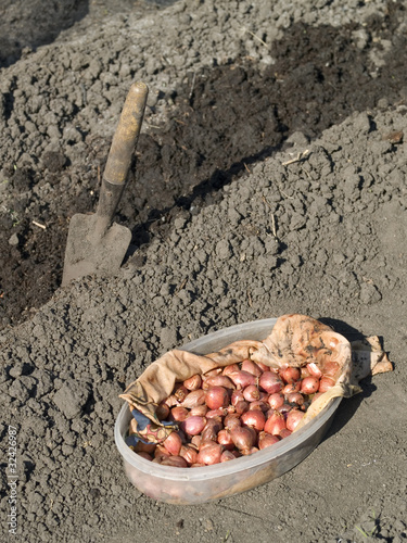 planting onions