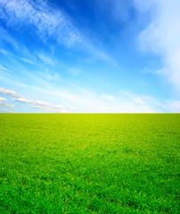 green grass and blue sky