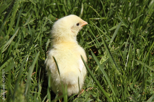 Yellow baby chicken on grass