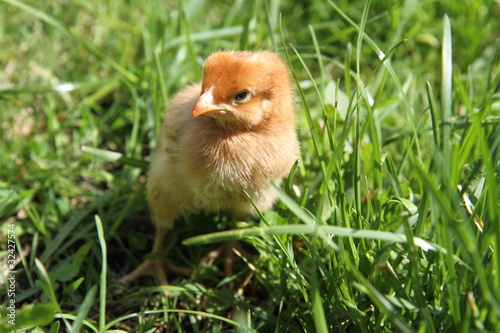 Brown baby chicken on grass