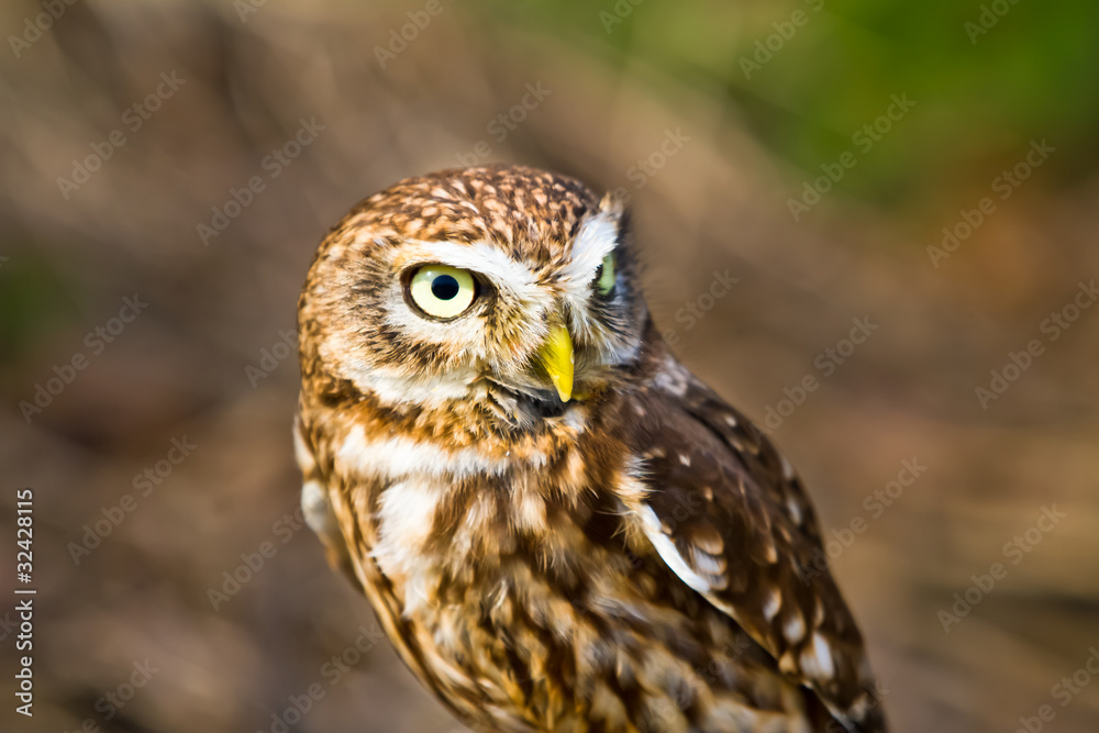 Littleowl Littleowl