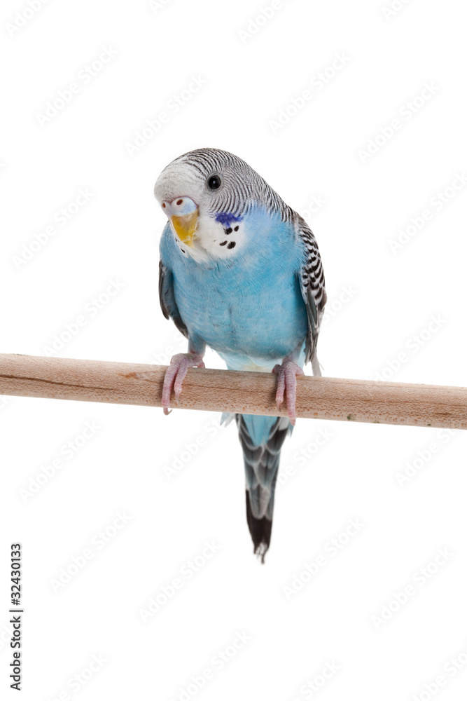 Obraz premium blue budgie