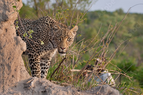 african leopard