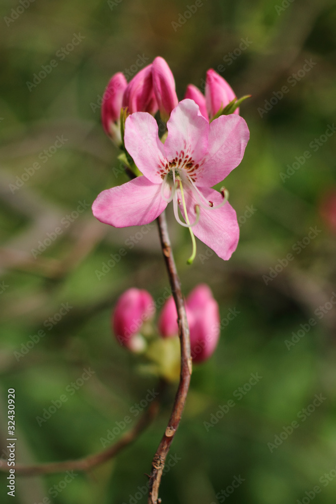 Obraz premium rhododendron