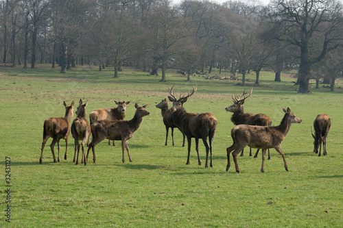 deers