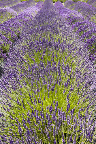 Row of Lavender Flowers
