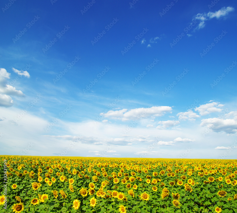 Obraz premium sunflowers